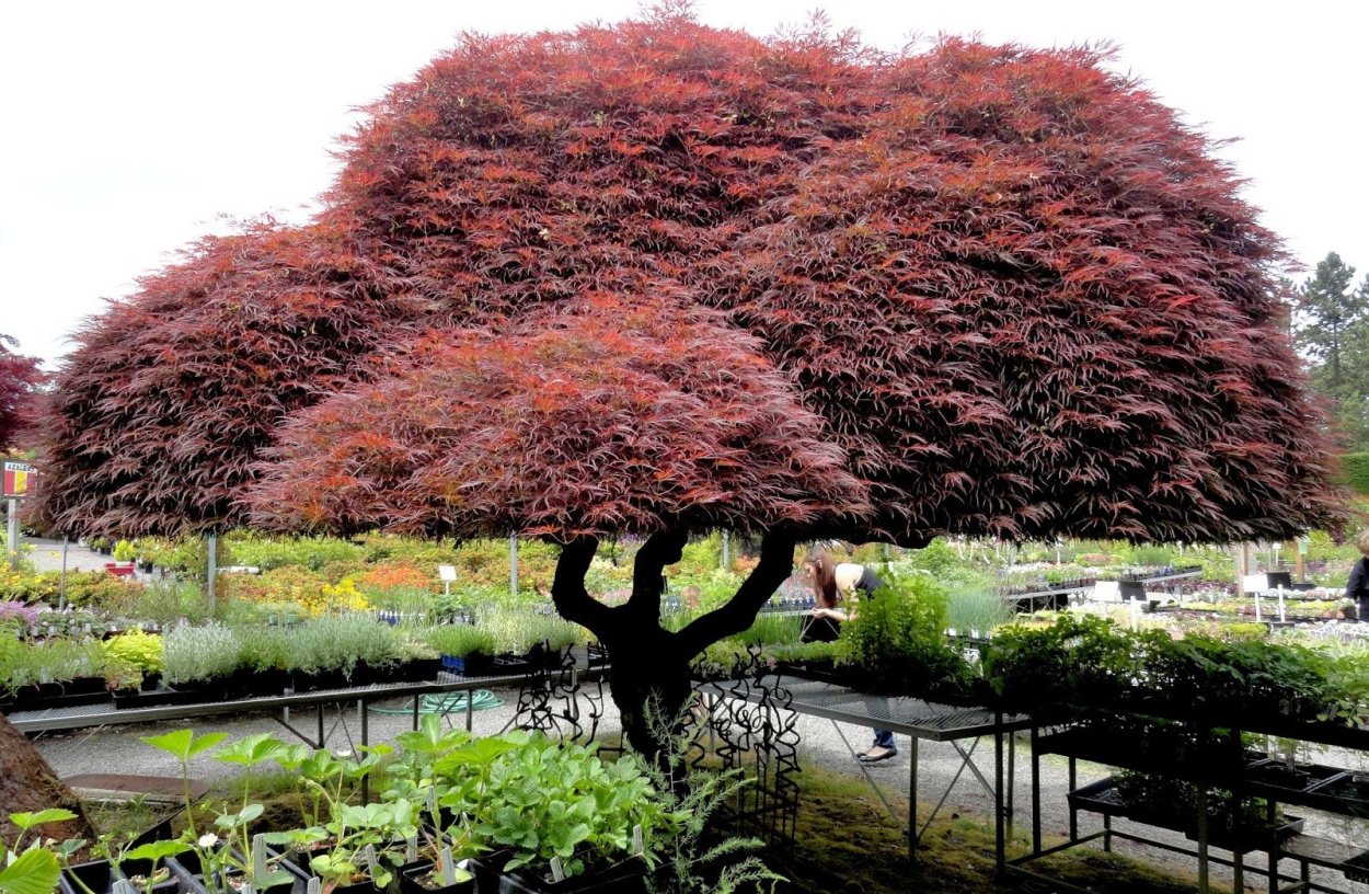 Клен Гиннала, сирень миксбордер