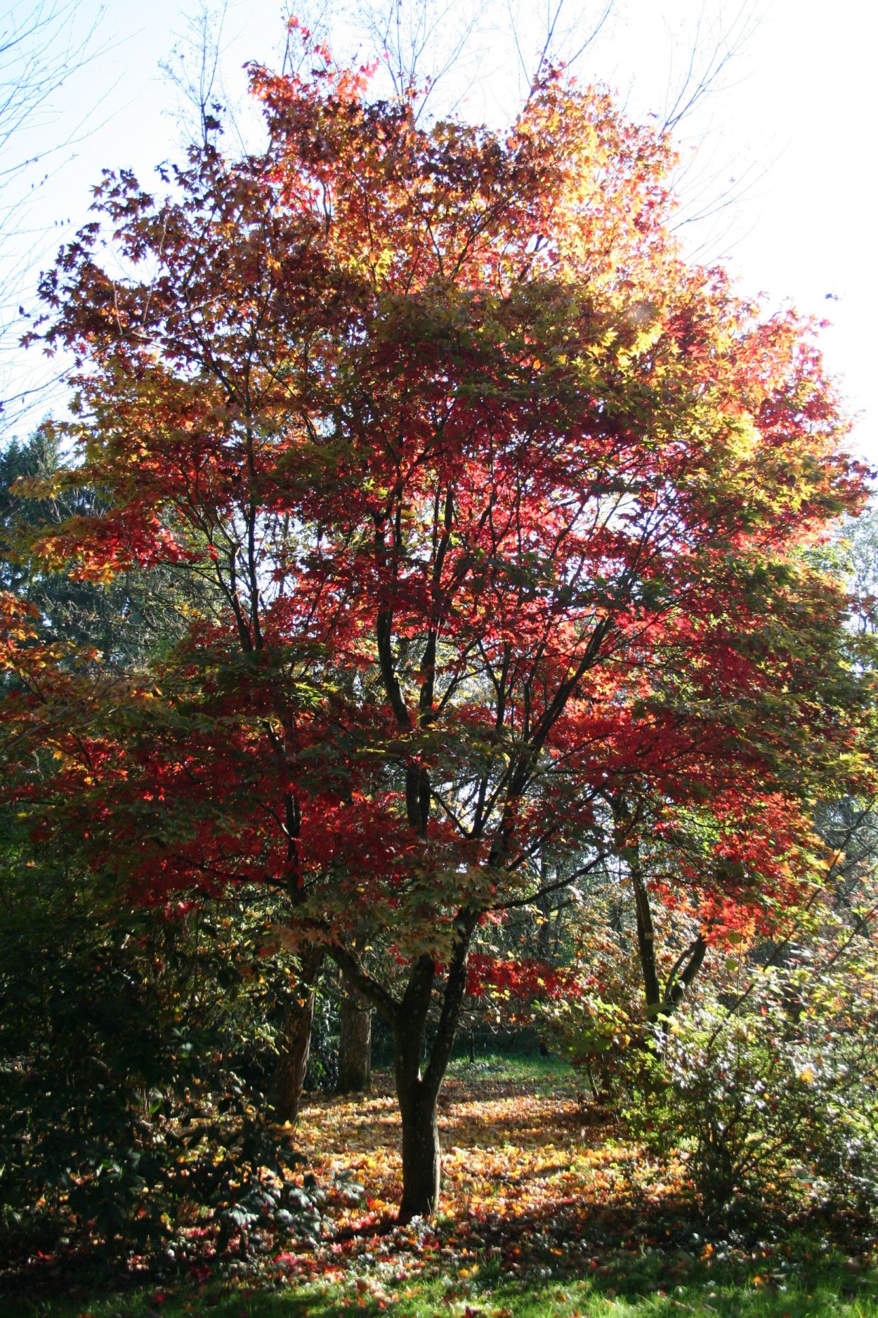 Клен Осаказуки