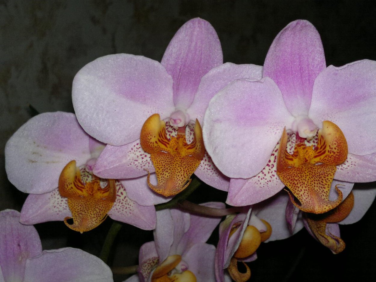 Орхидея фаленопсис