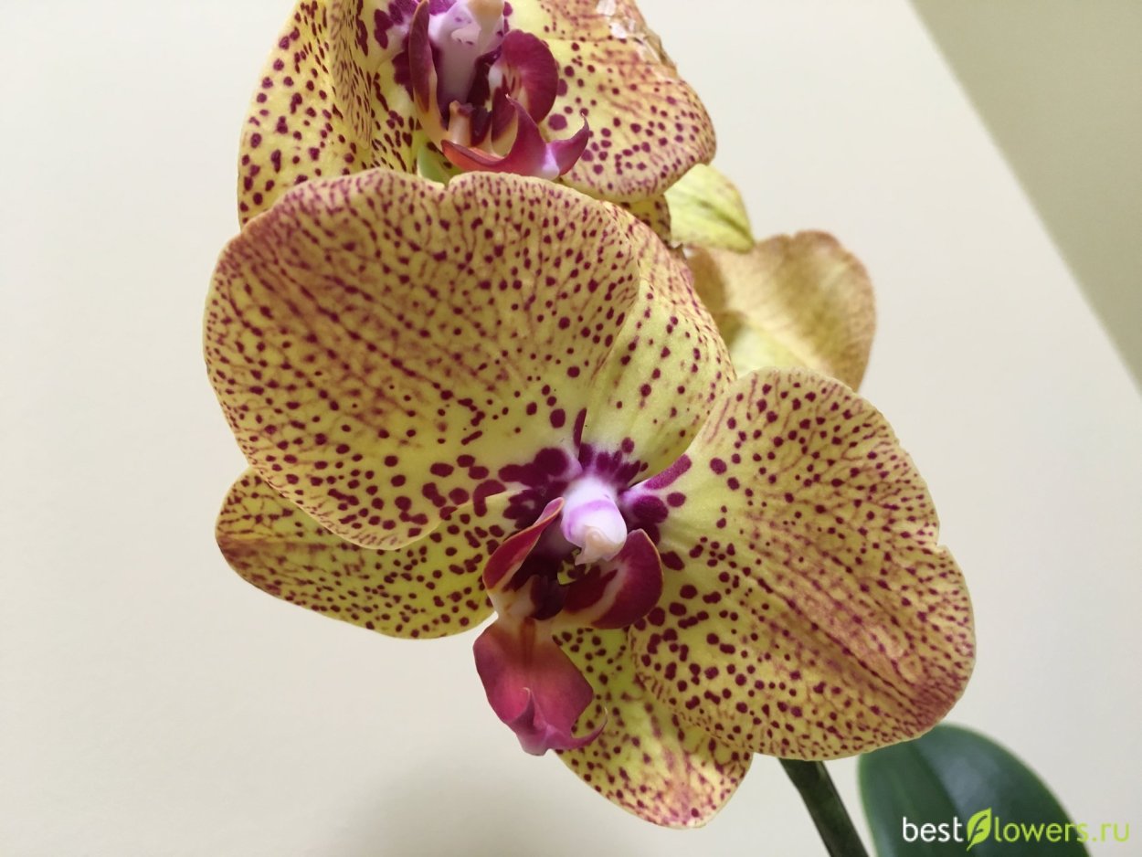 Орхидея фаленопсис Голден леопард