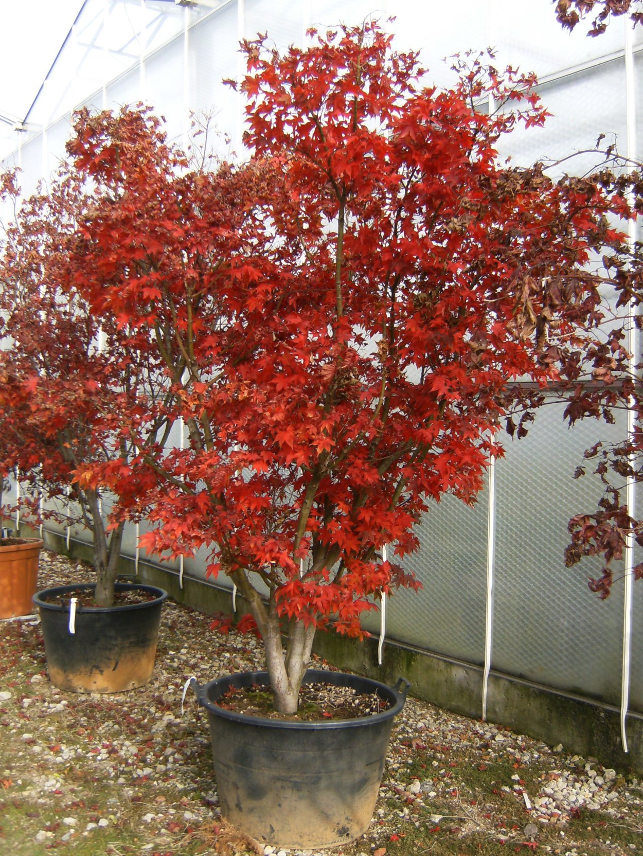 Acer palmatum Orange Dream