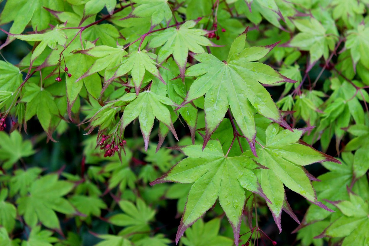 Клен Мультиштамб