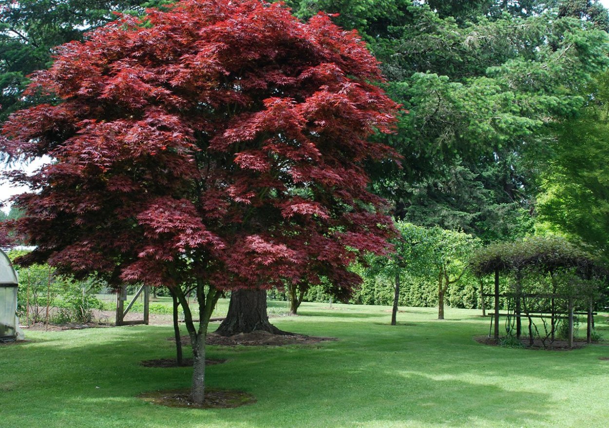 Клен Гиннала на штамбе