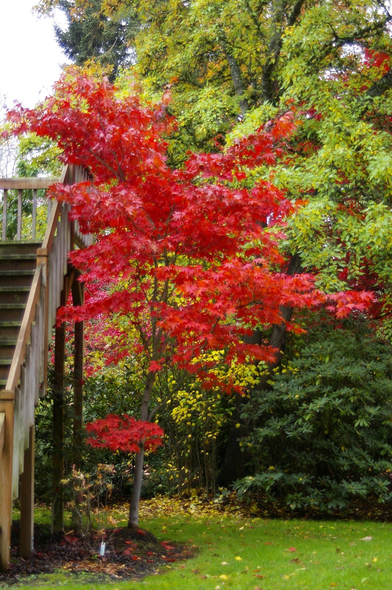 Клен дланевидный куст