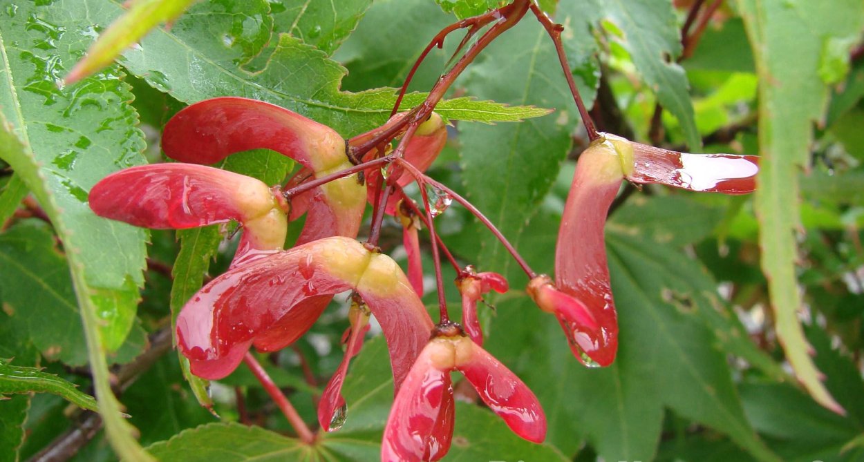 Клён дланевидныйвеерный "Acer palmatum"