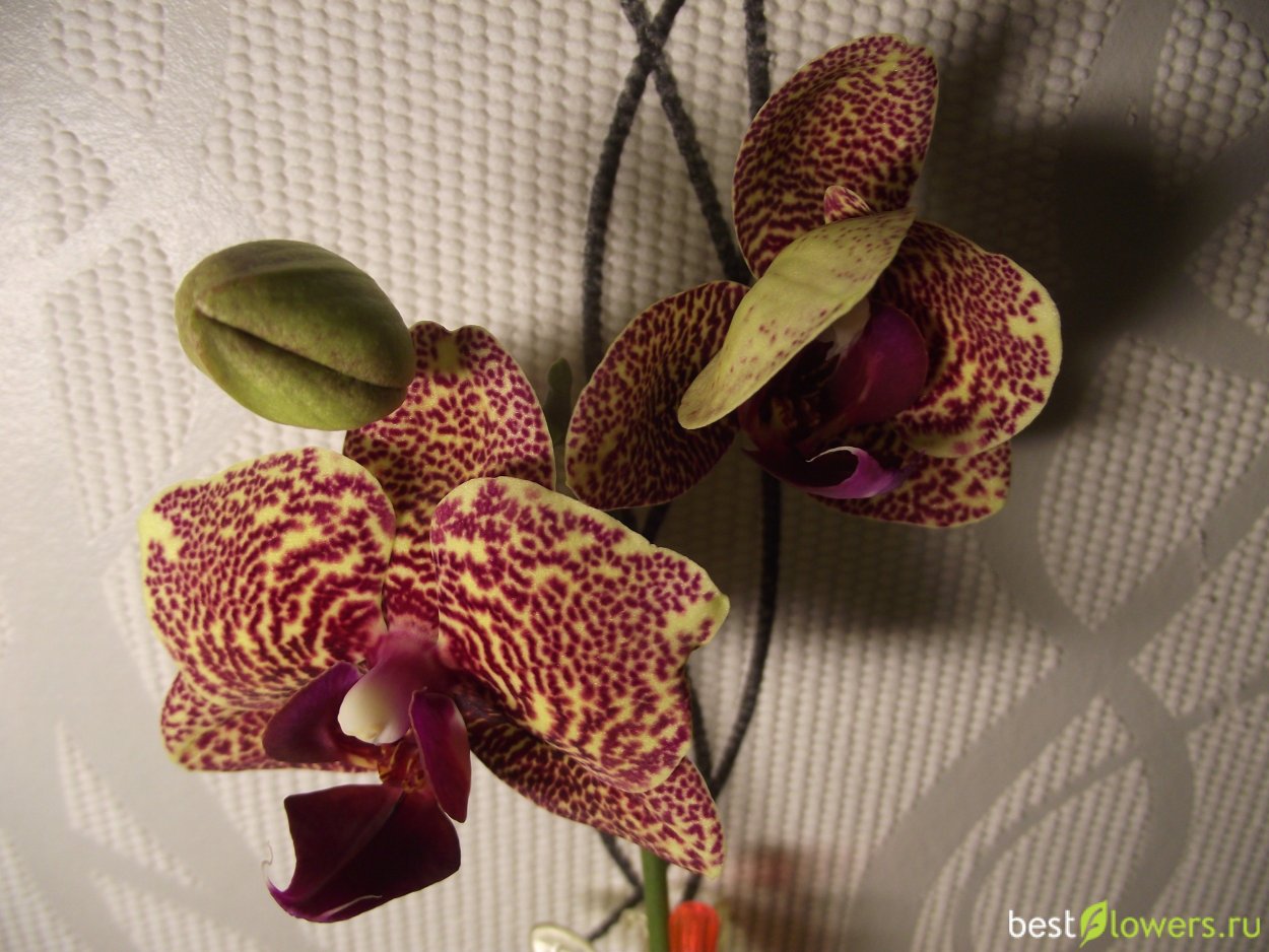 Фаленопсис Голден леопард
