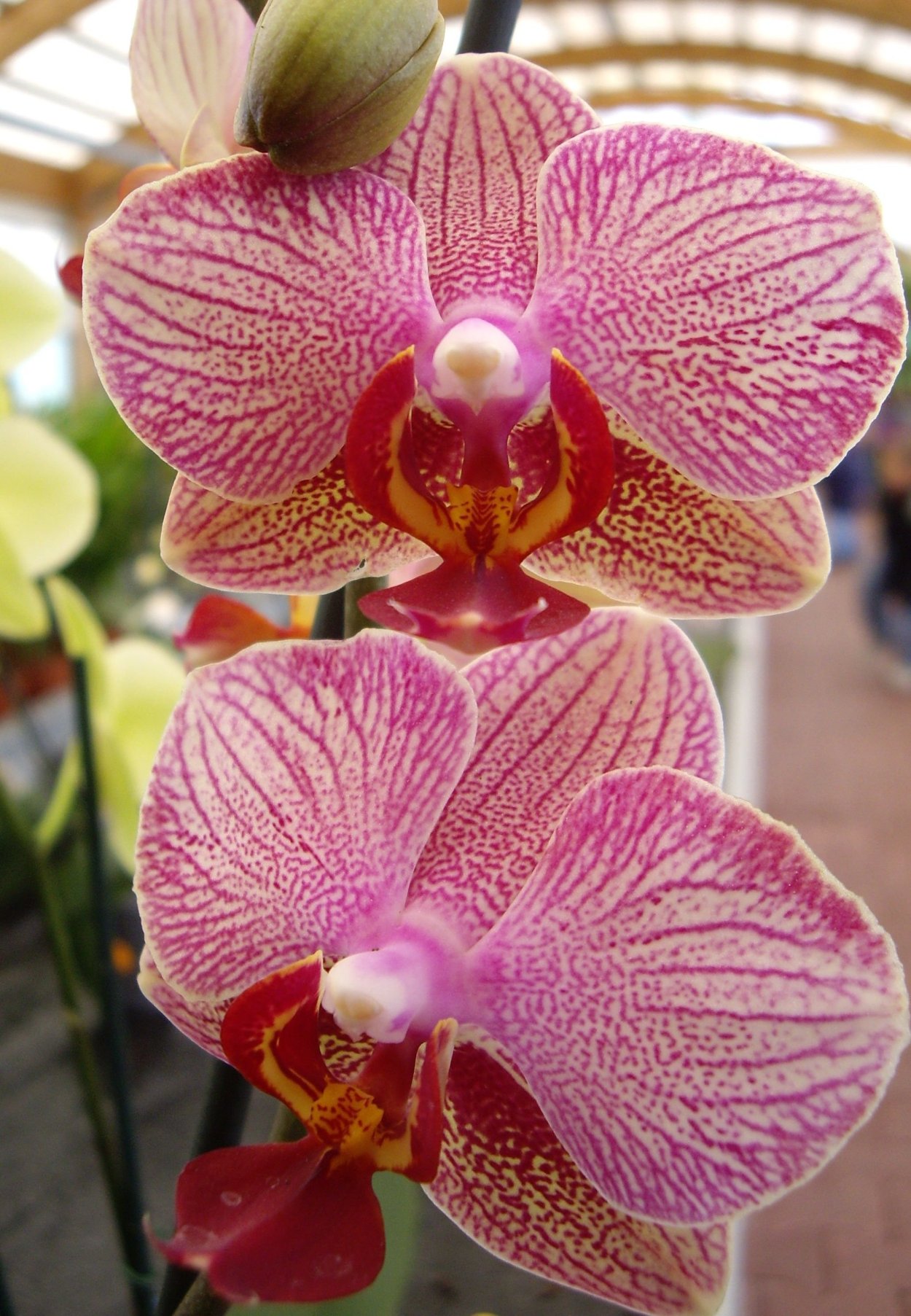 Фаленопсис леопард принц