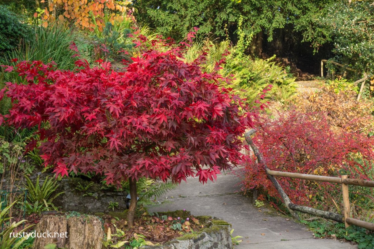 Клен palmatum Osakazuki