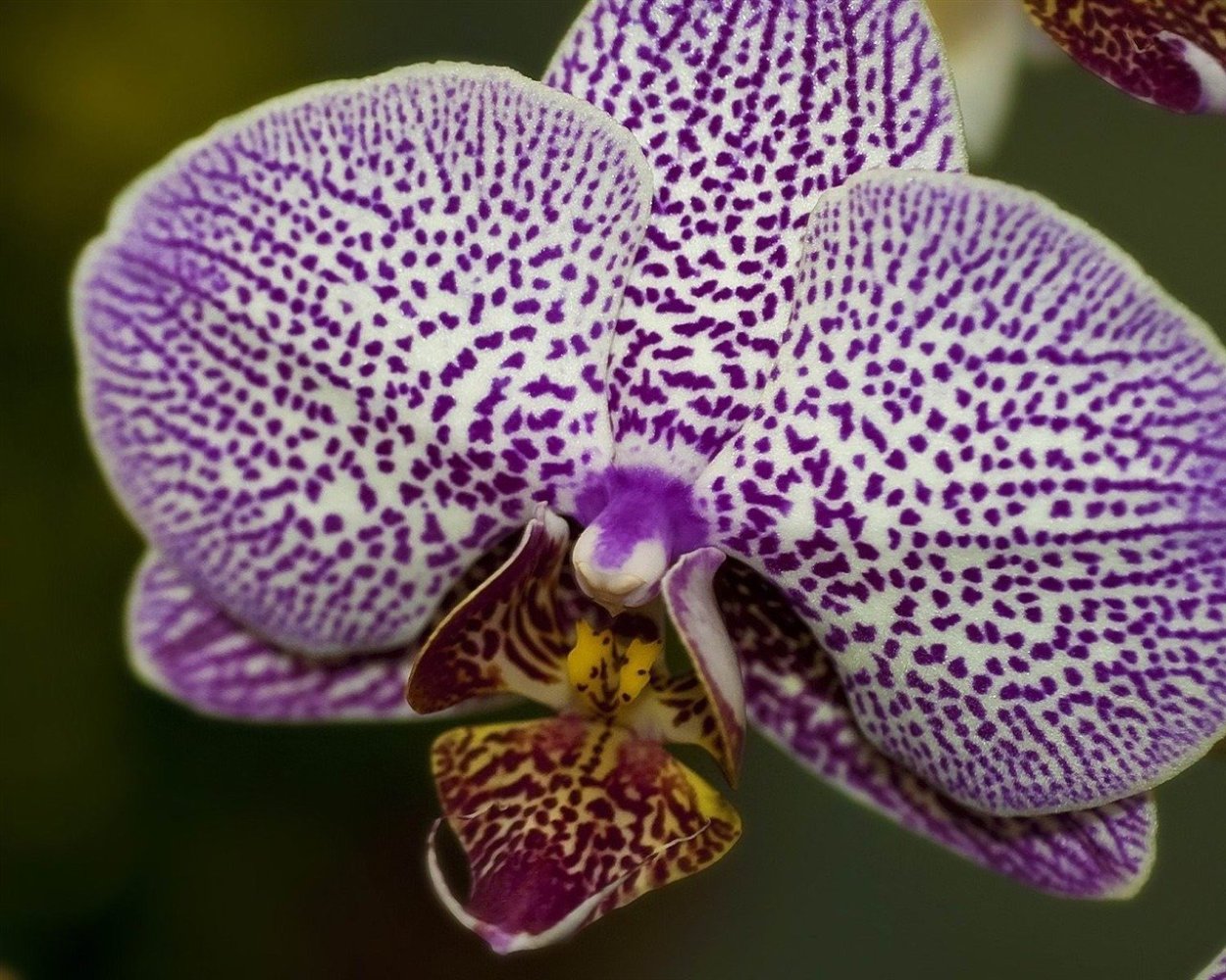 Орхидея фаленопсис Брион