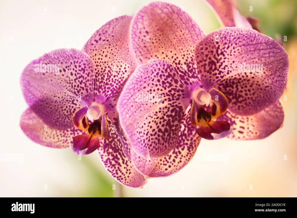 Фаленопсис Fortunio