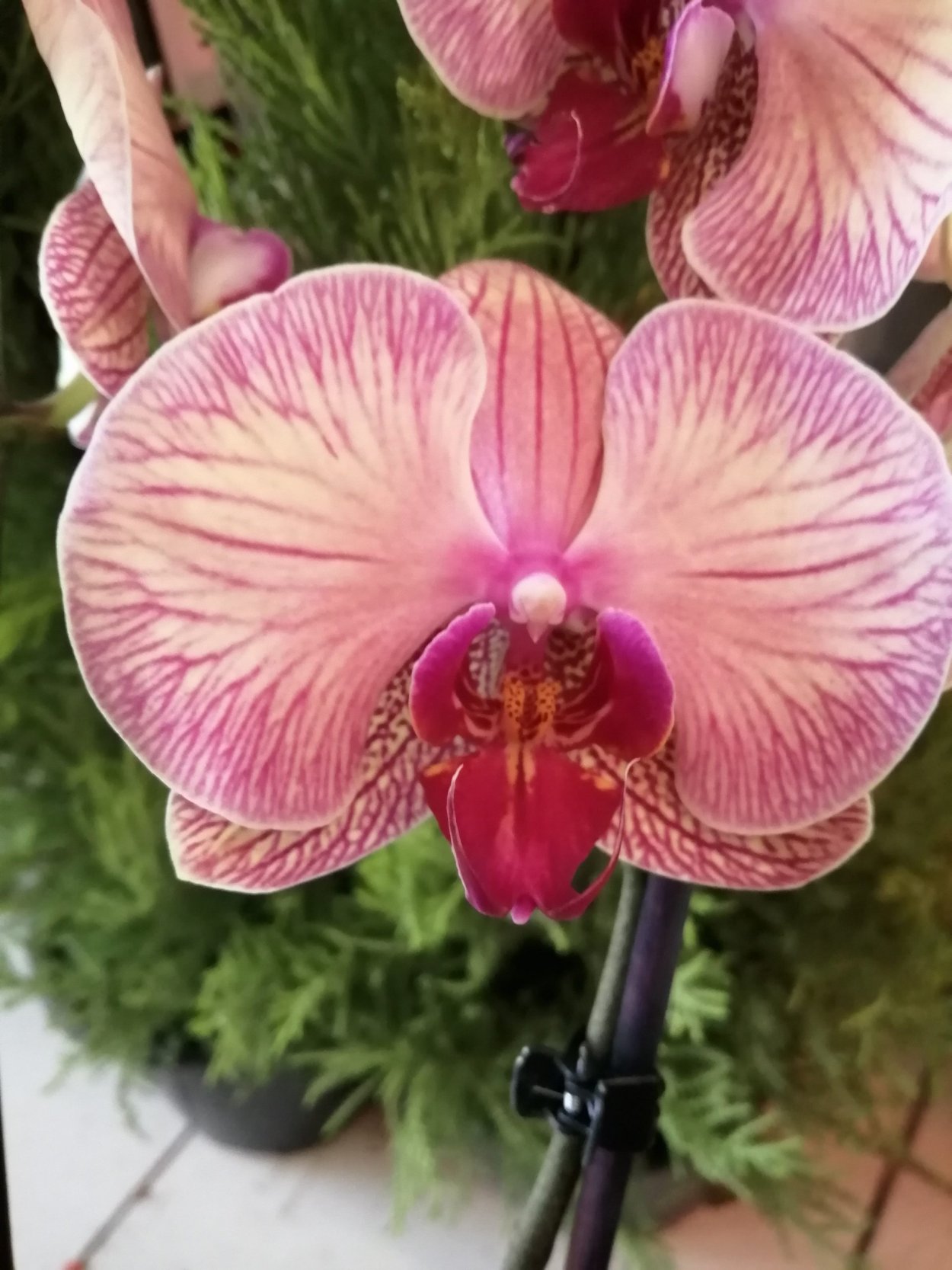 Фаленопсис l- Hsin spot Leopard