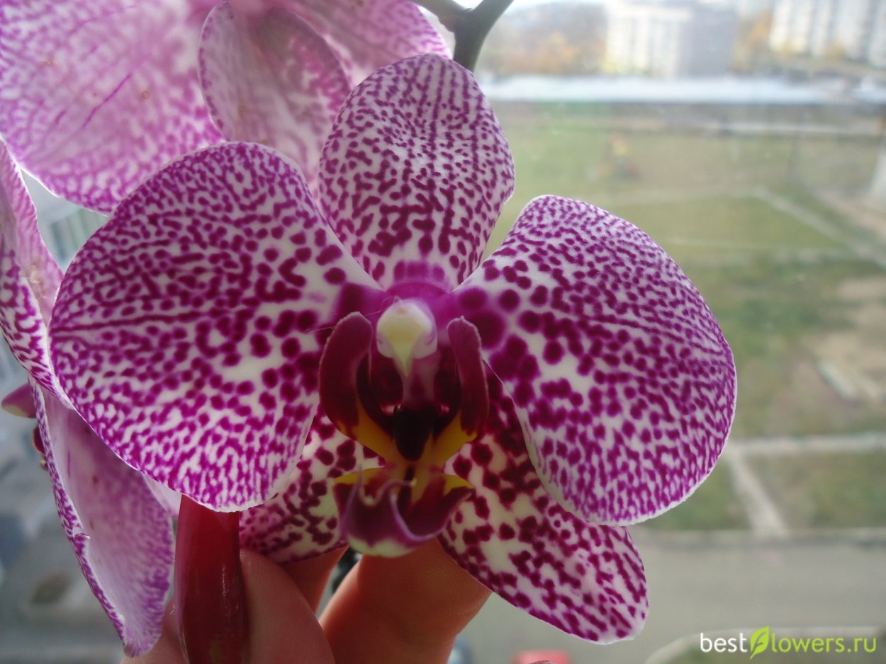 Орхидея фаленопсис Ямайка