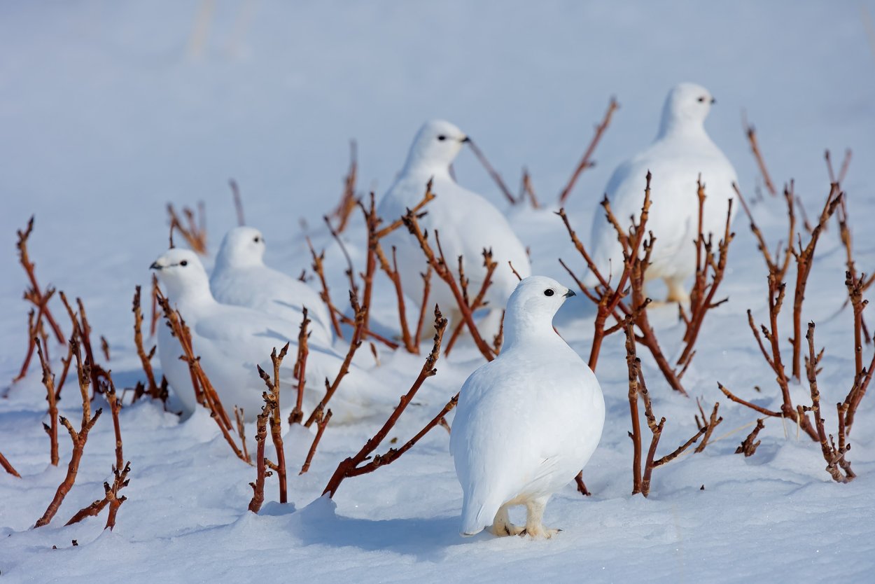 Белая куропатка в тундре