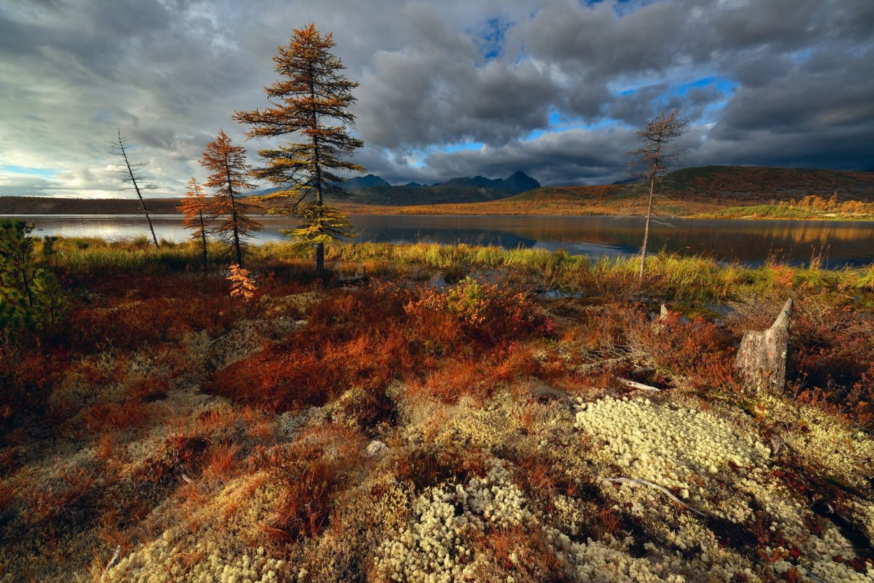 Колымская тундра