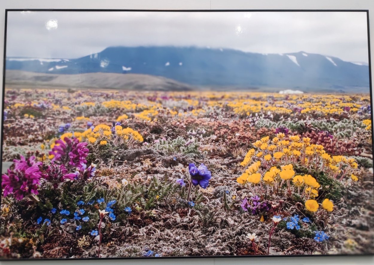 Тундра острова Врангеля