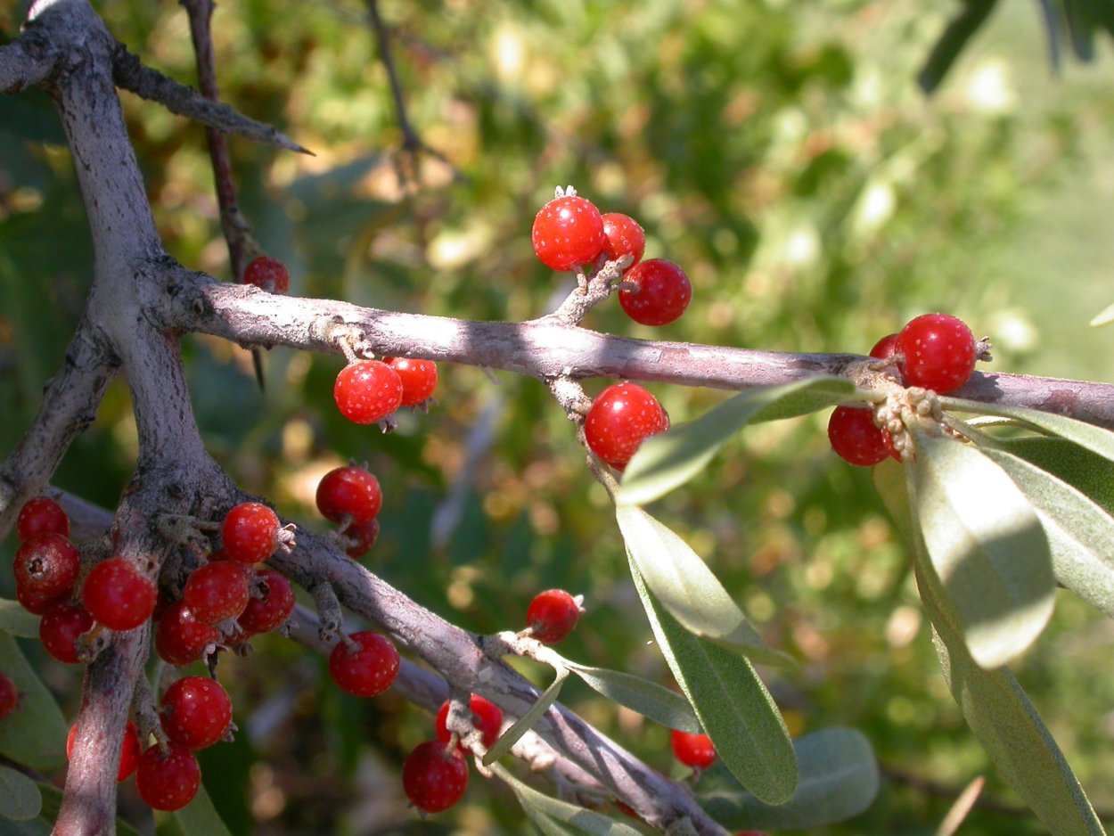 Облепиха шефердия серебристая