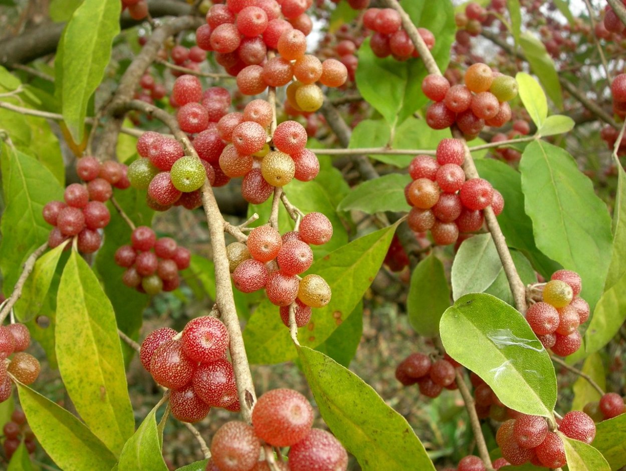 Elaeagnus commutata плод