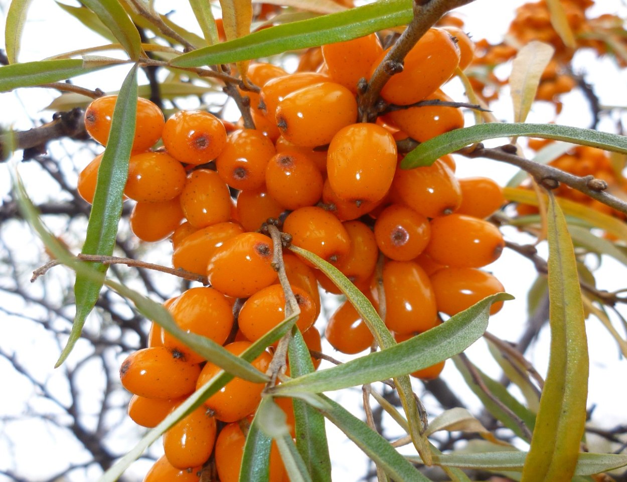 Барбарис колючий