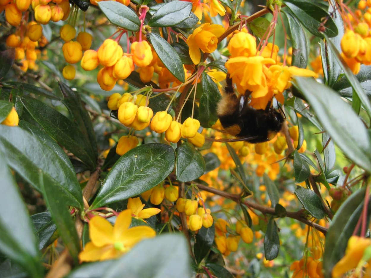 Кому нельзя есть ягоды барбариса