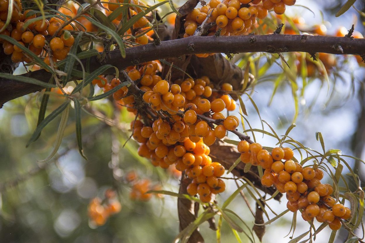 Севанская облепиха