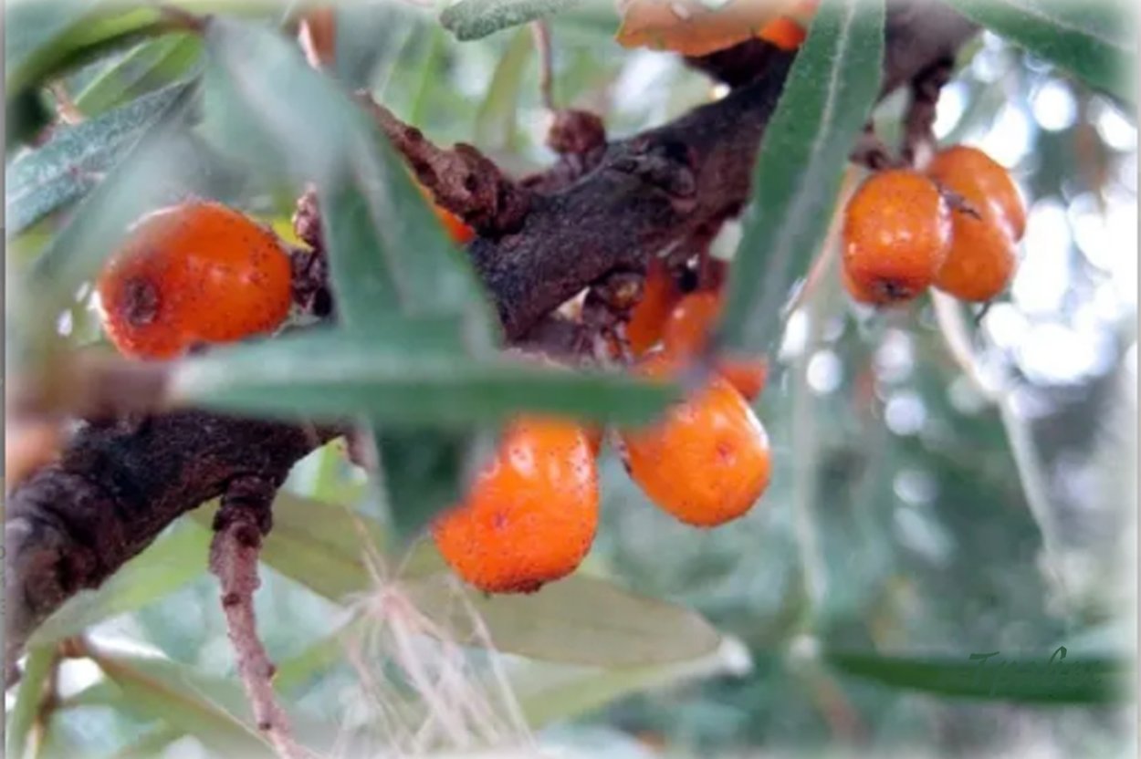 Веточка барбариса без ягод