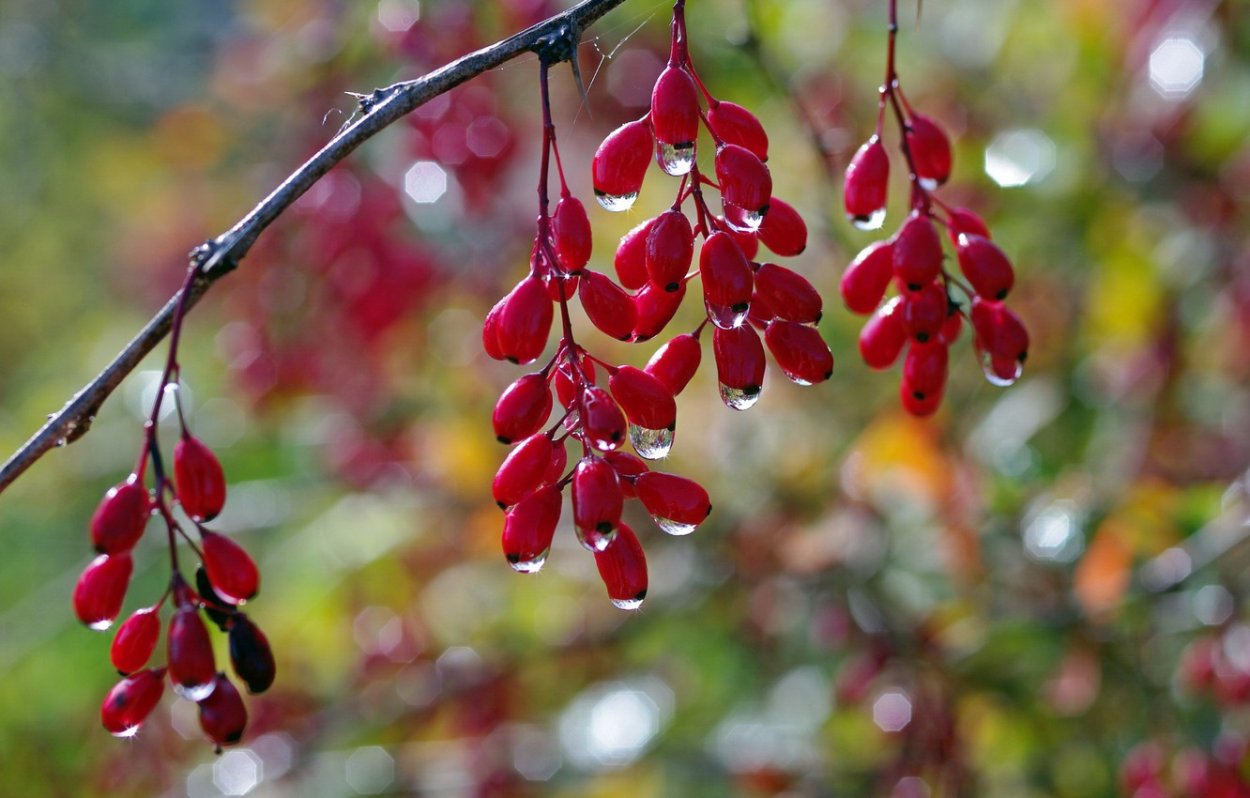 Berberis lologensis