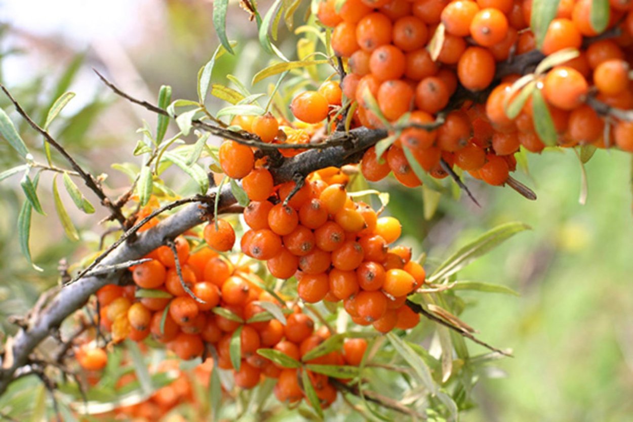 Облепиха сорт Джемовая