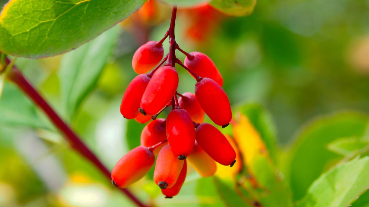 Канадская облепиха шефердия