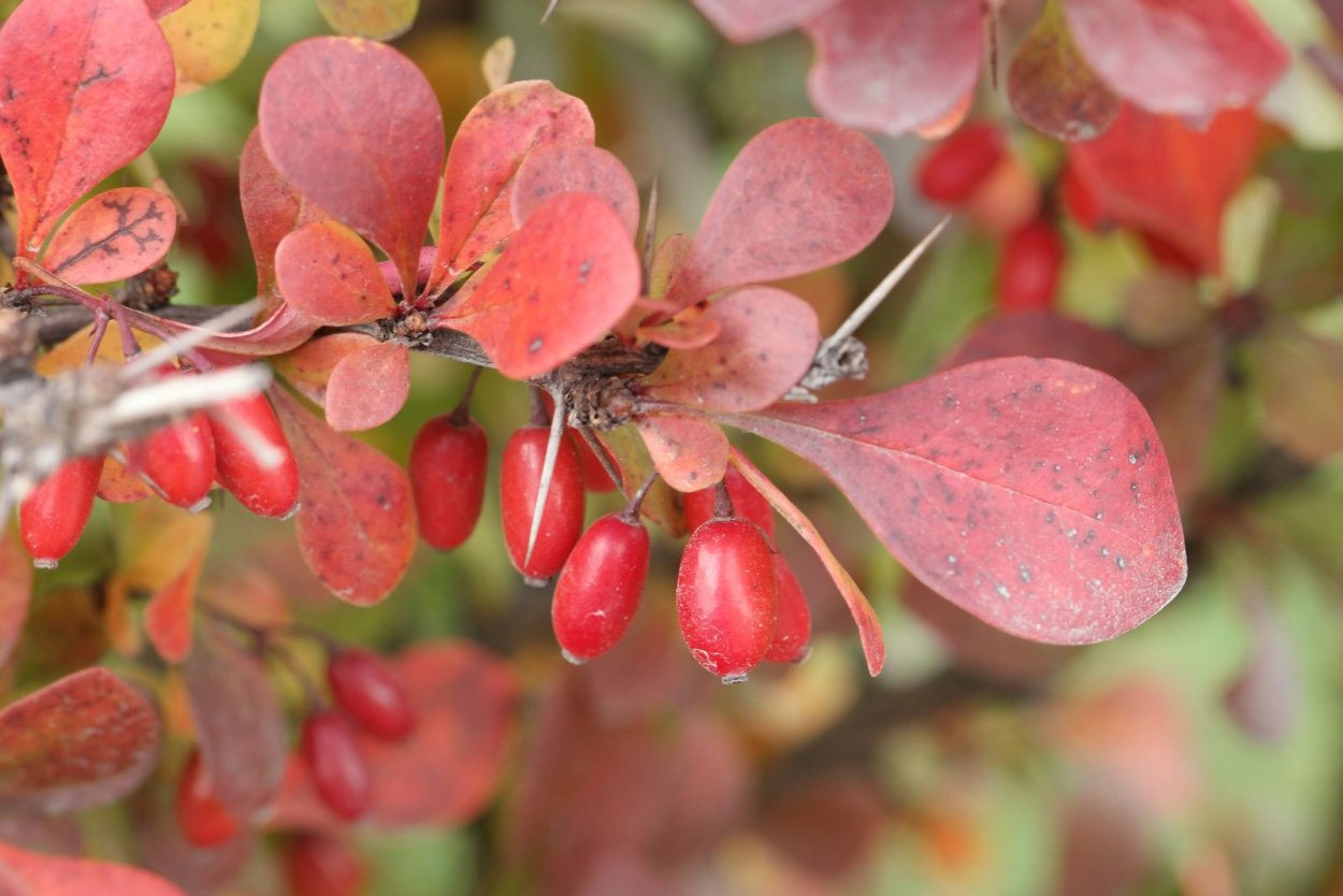 Барбарис дерево
