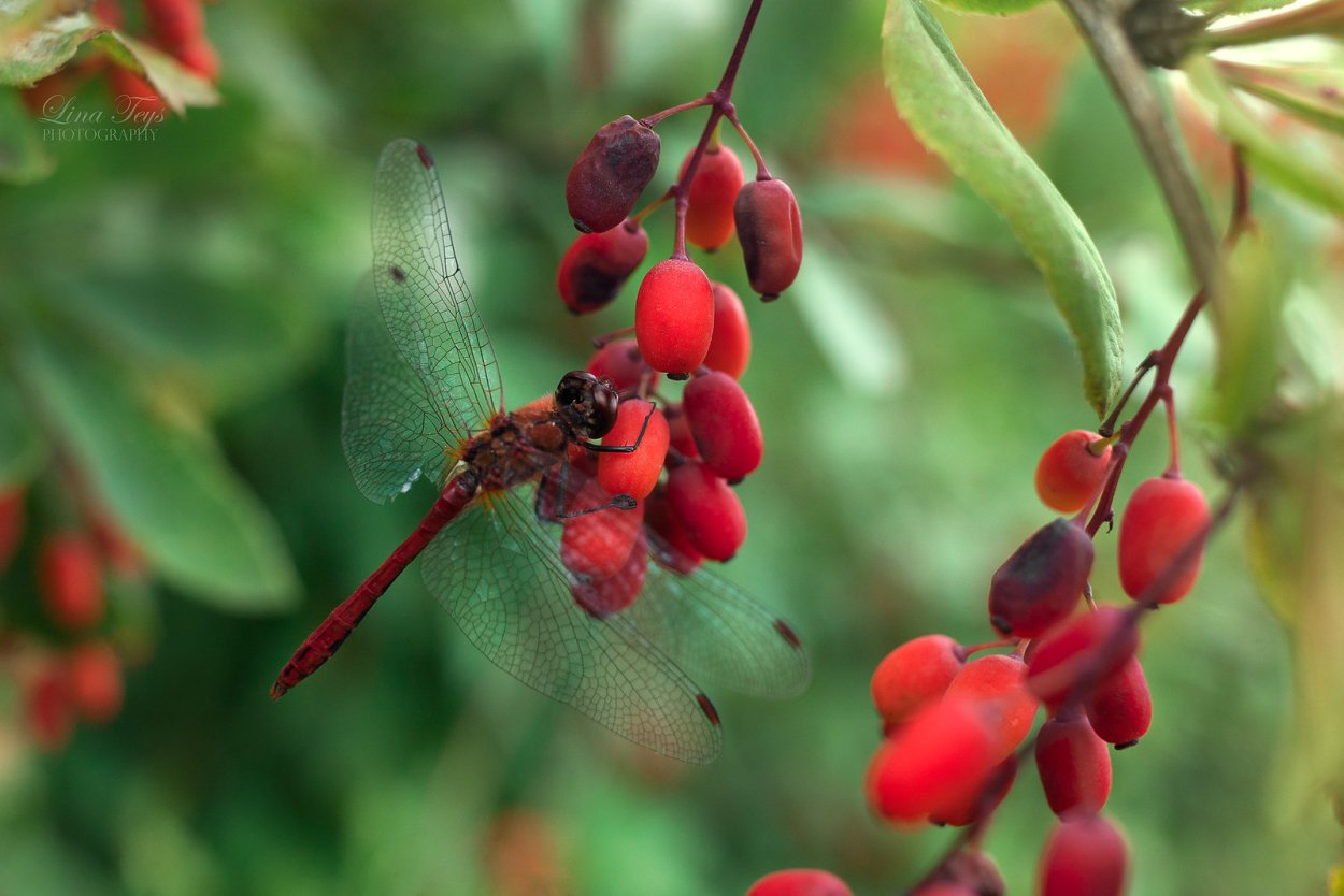 Облепиха Садовая красноплодная