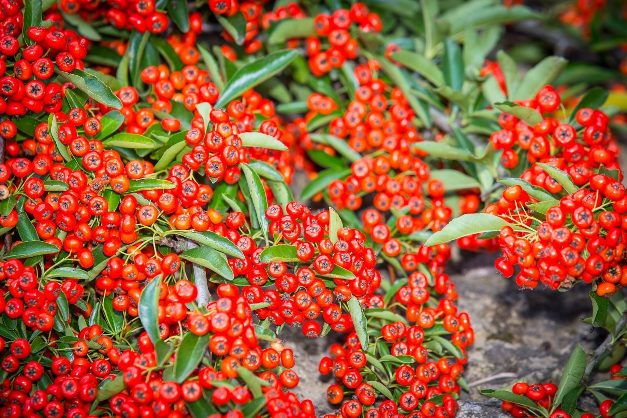 Облепиха Ботаническая ароматная