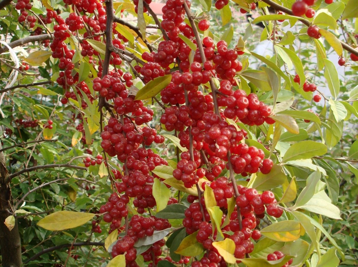 Канадская облепиха шефердия