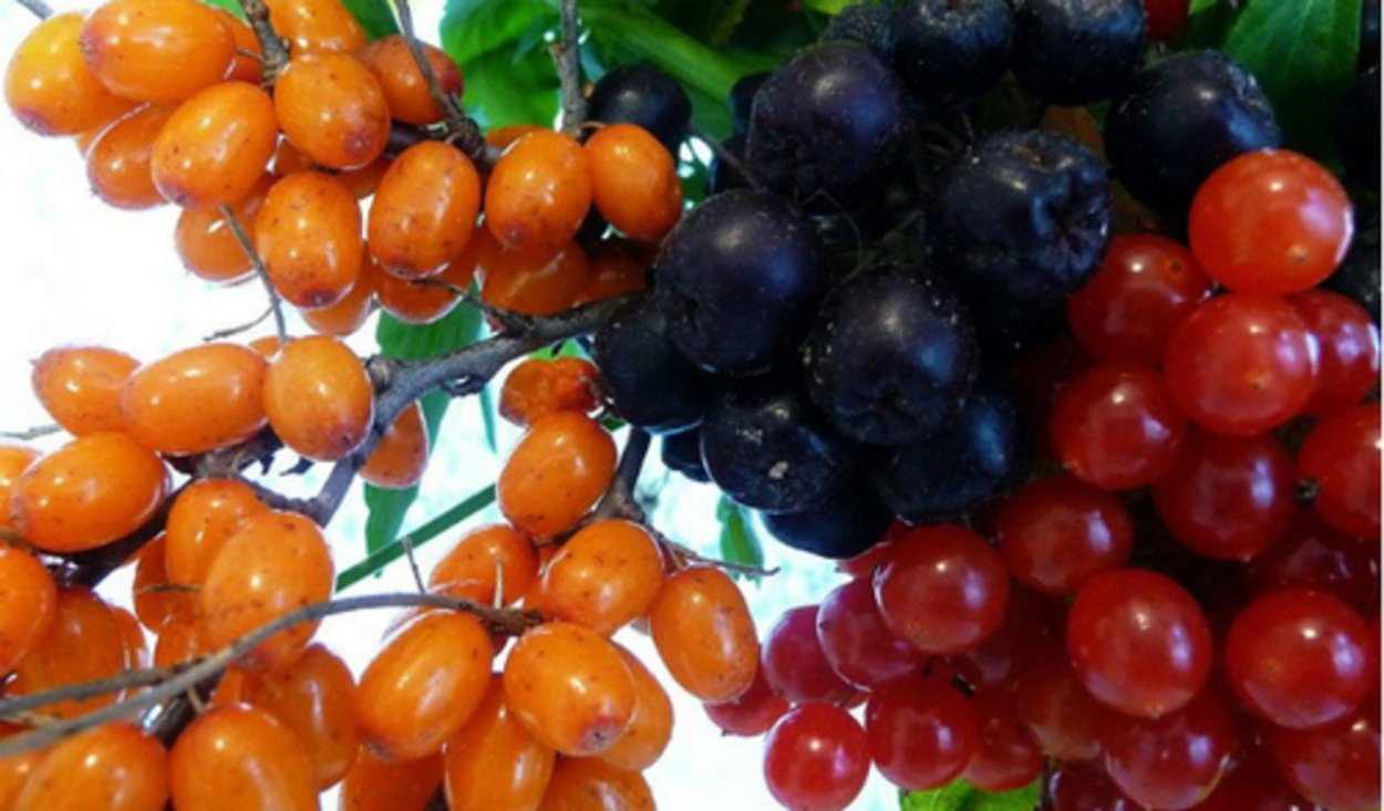 Байкальская ягода облепиха