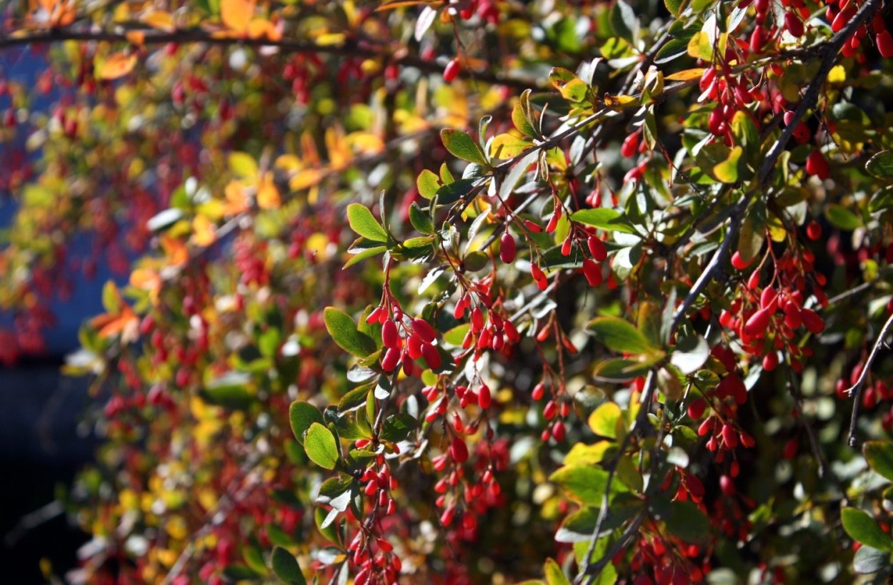 Красная облепиха шефердия