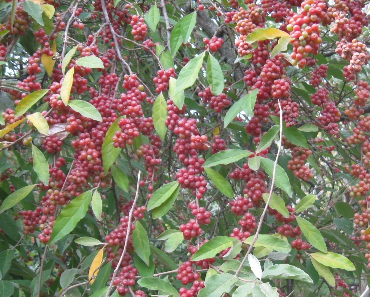 Облепиха Чуйская .великан. Елизавета