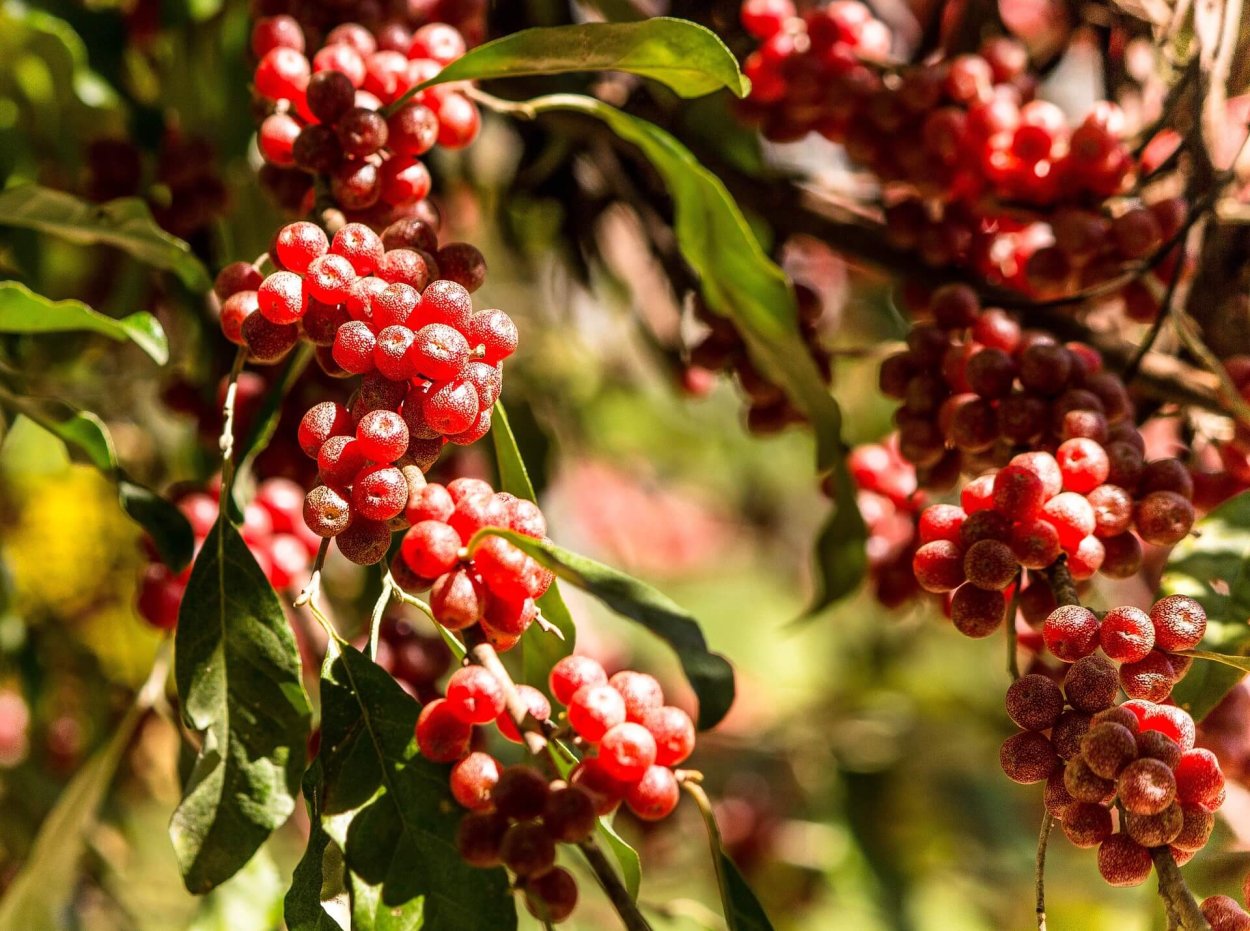 Канадская облепиха шефердия