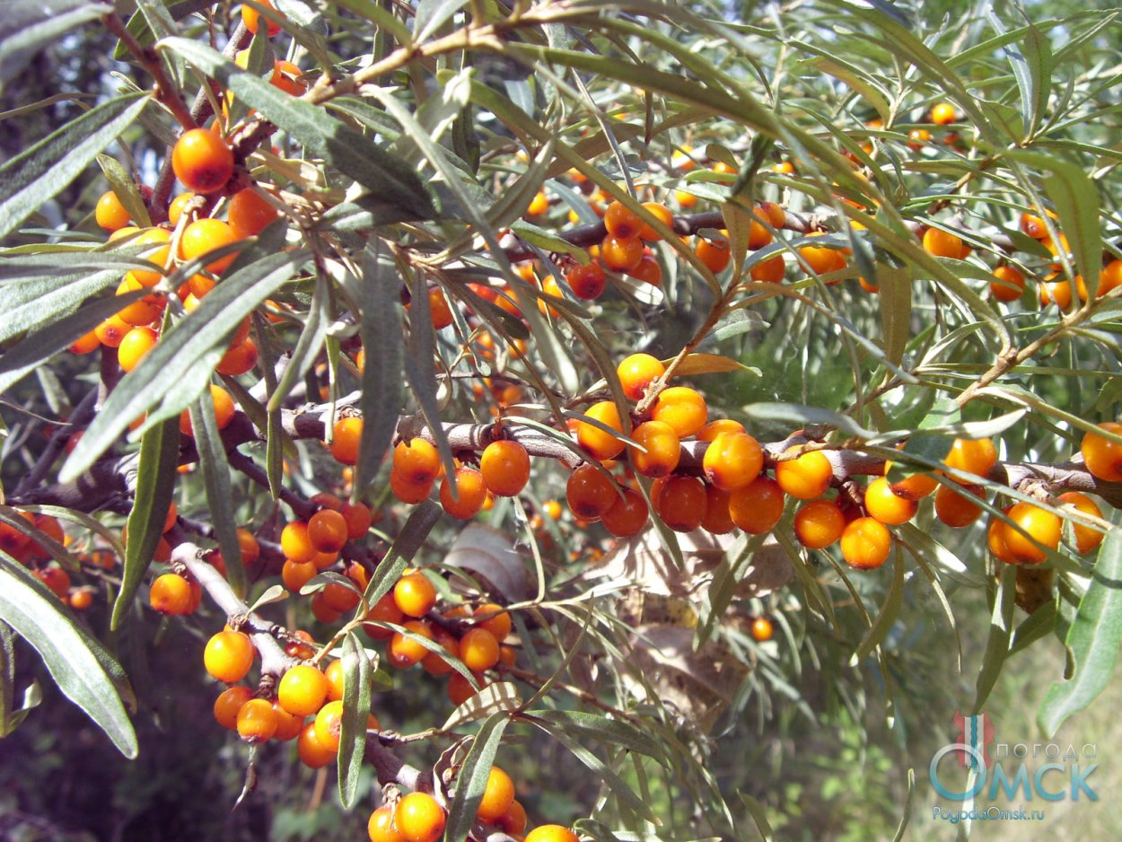 Облепиха шефердия