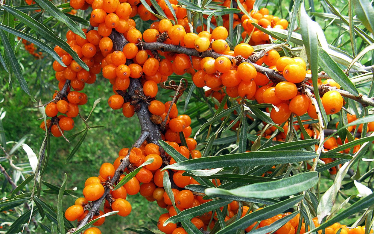 Сорт облепихи Эссель