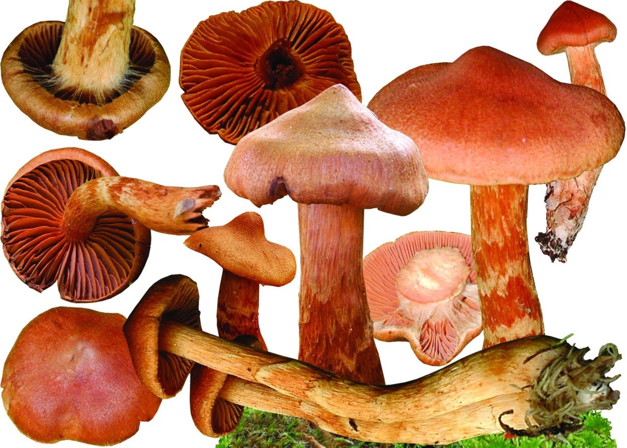 Паутинник горный