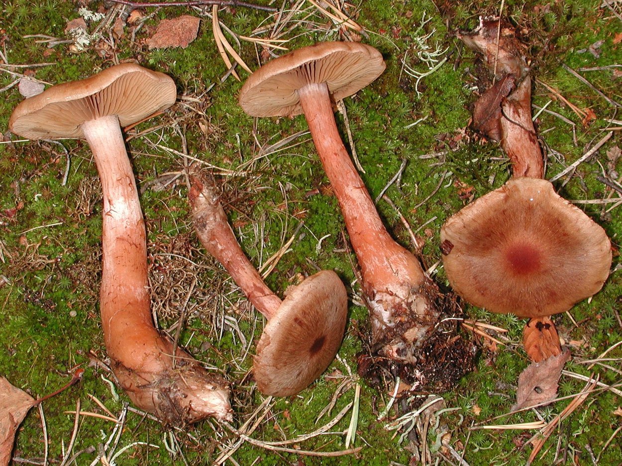 Паутинник голубоствольный (Cortinarius collinitus)