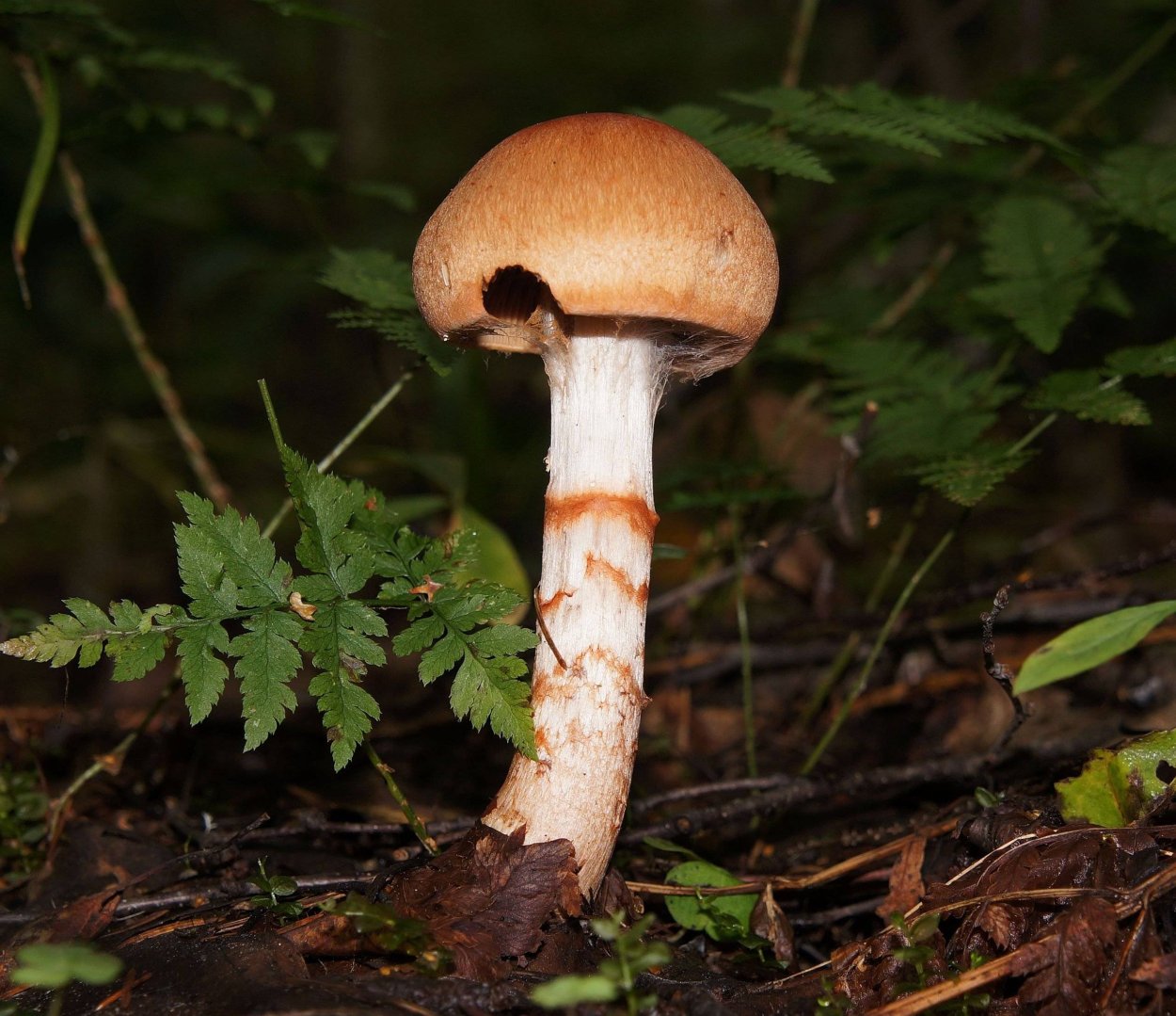 Паутинник Сосновый