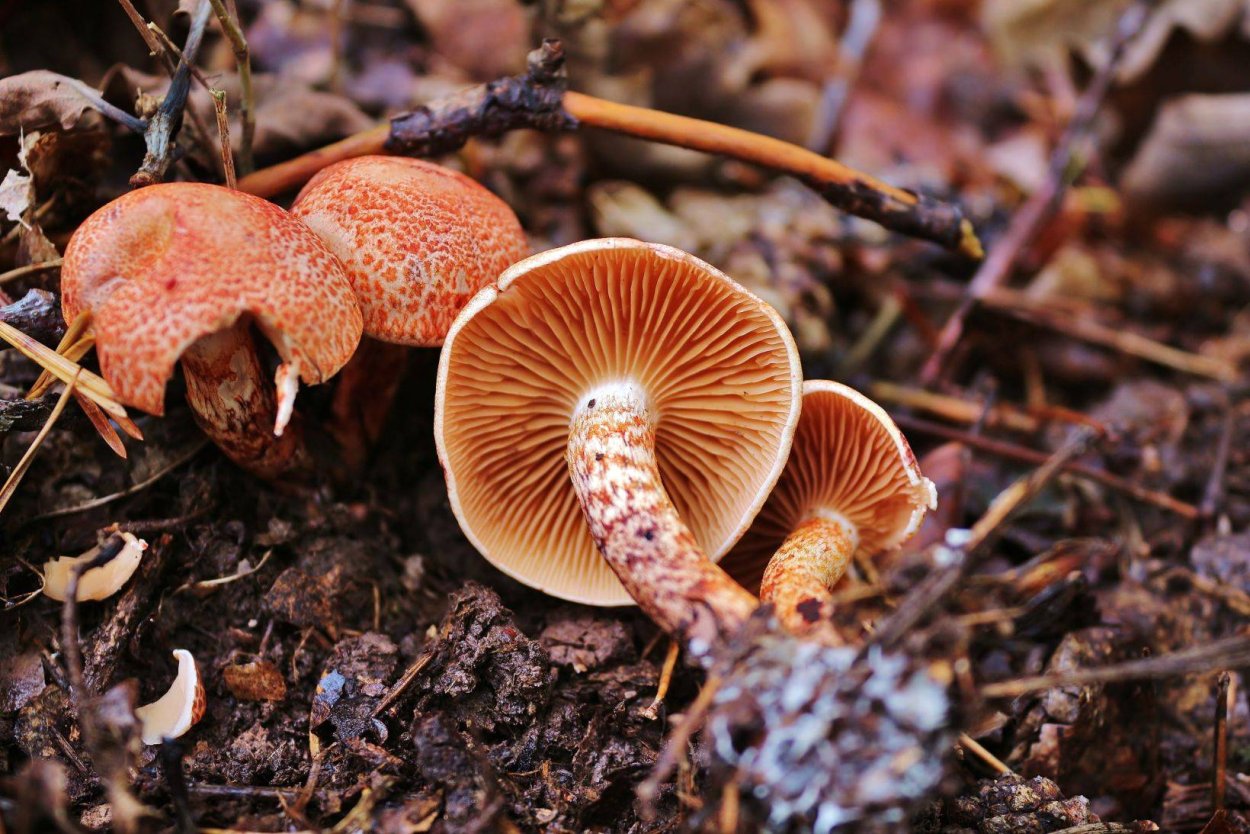 Паутинник благородный гриб