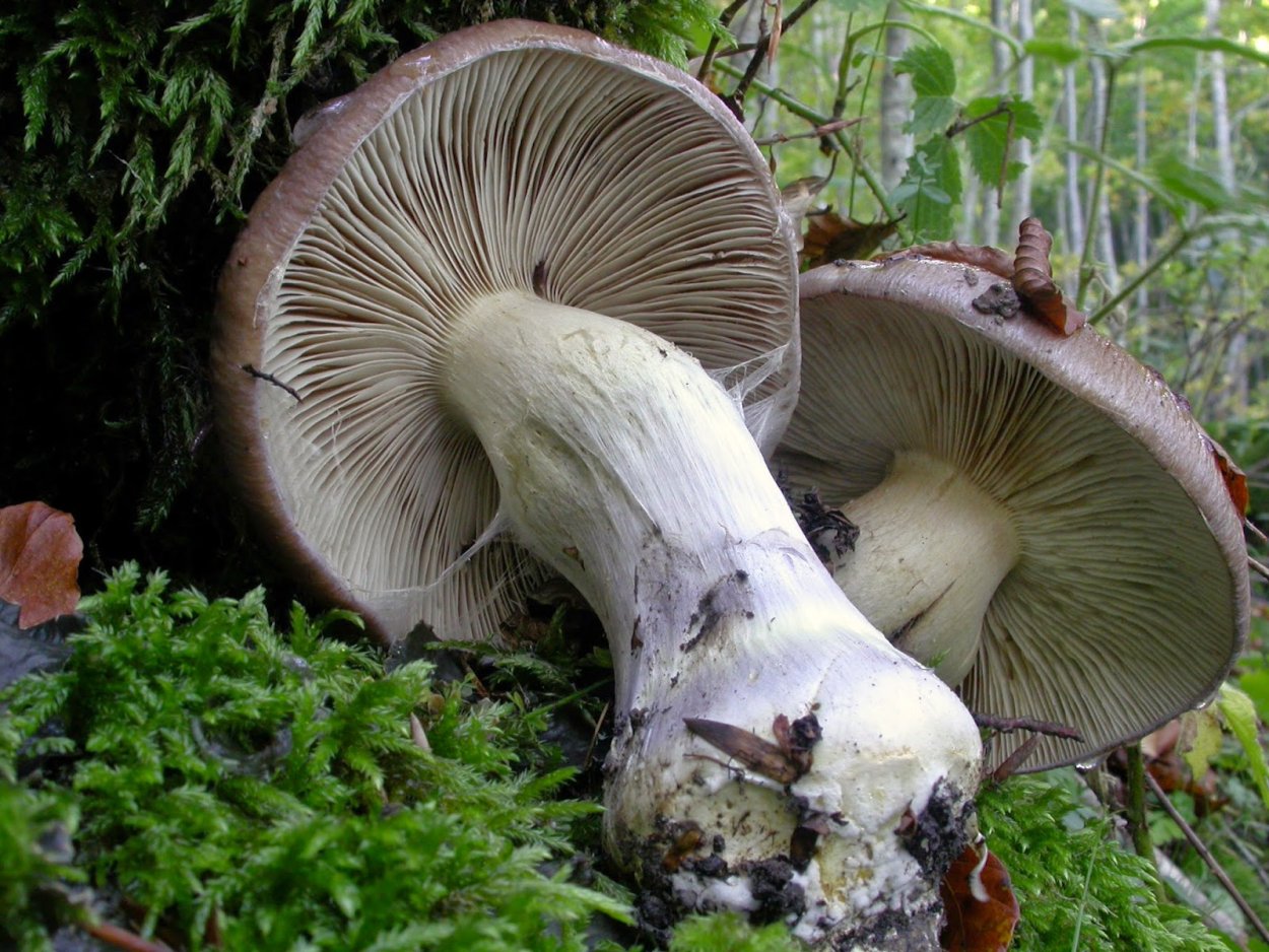 Паутинник карминно-красный