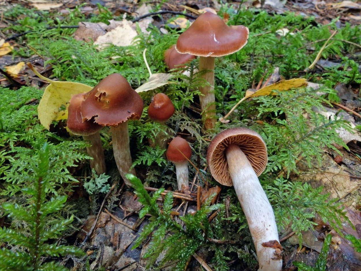 Паутинник горный