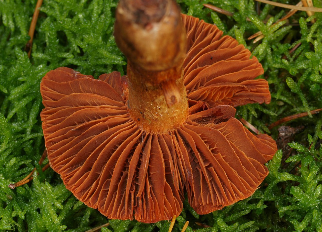 Паутинник горный Cortinarius orellanus