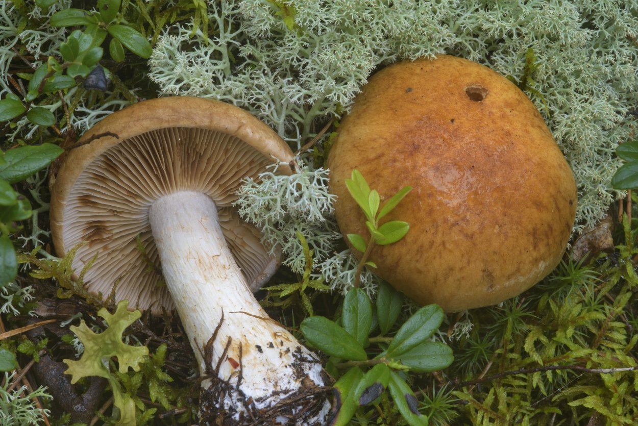 Паутинник ленивый Cortinarius Bolaris