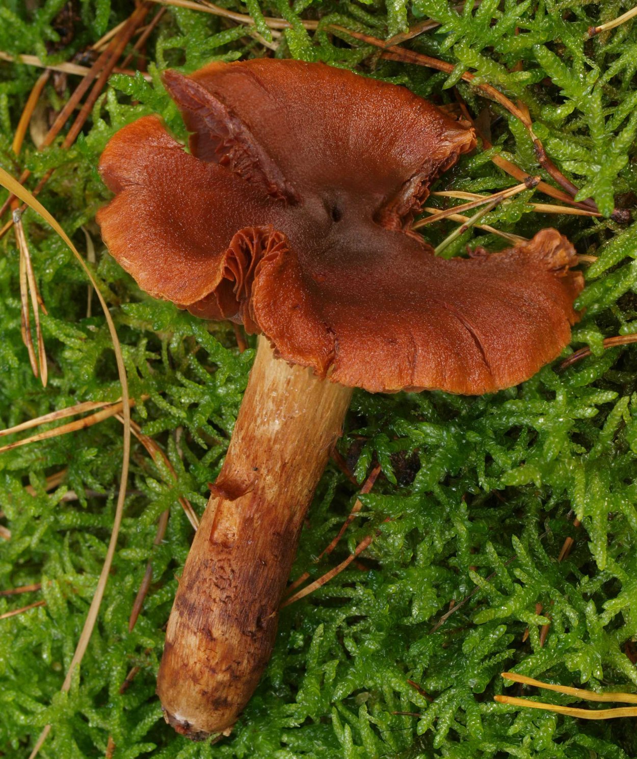 Cortinarius hinnuleus