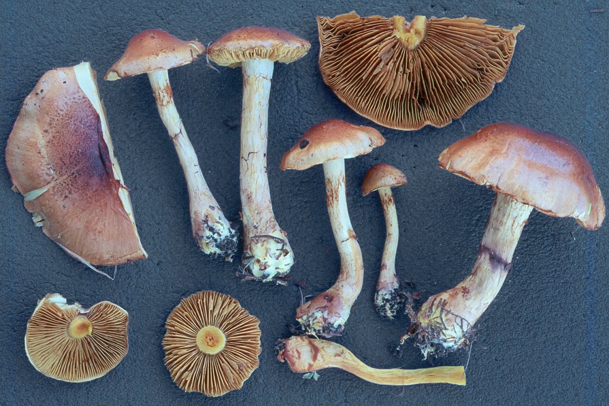 Cortinarius multiformis