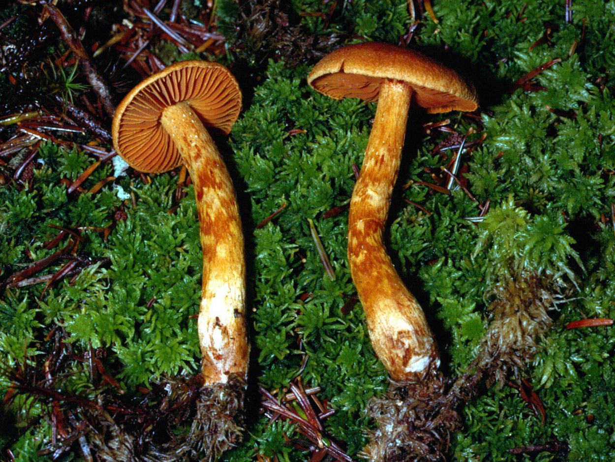 Паутинник горный