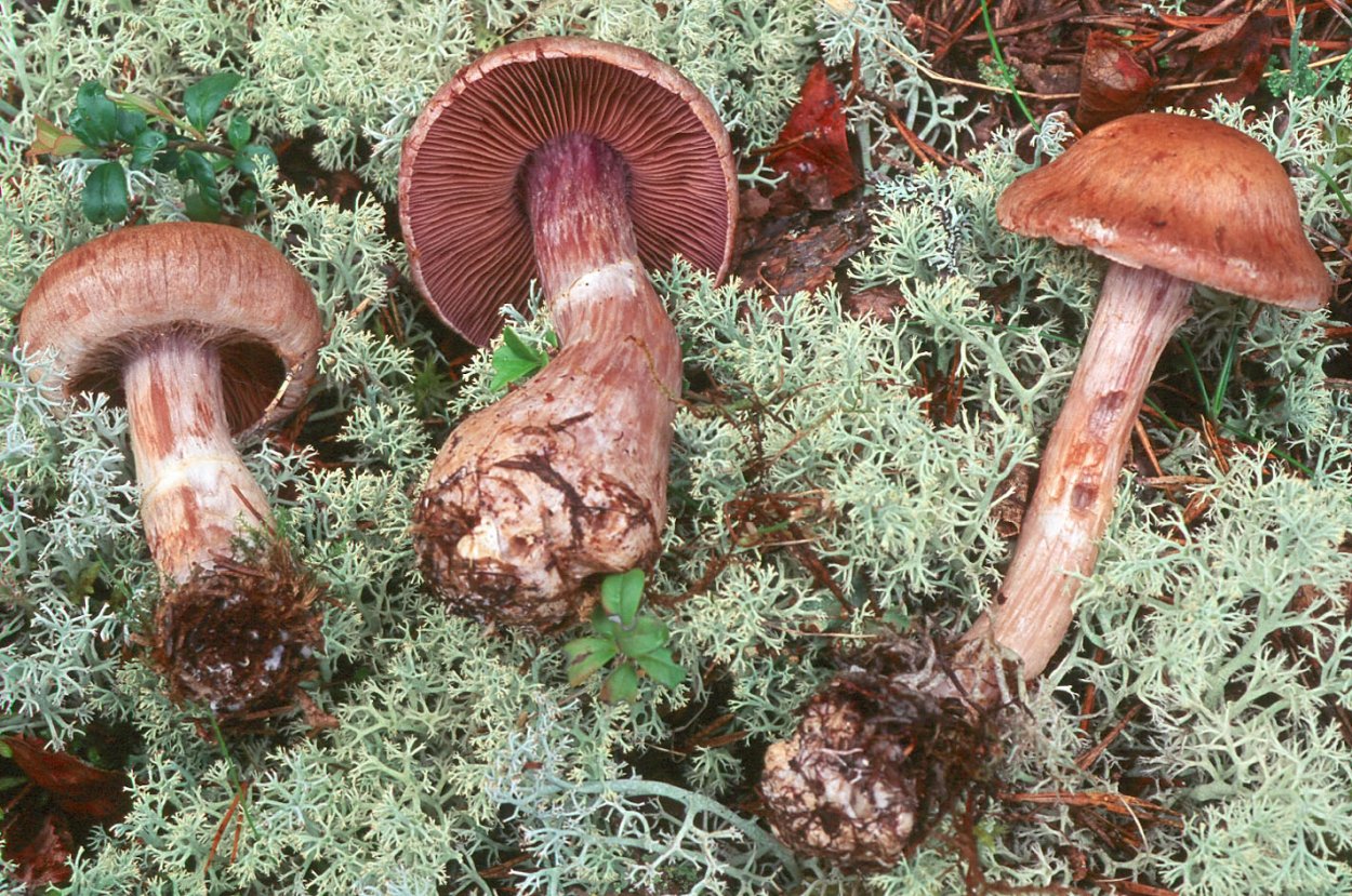 Cortinarius betuletorum